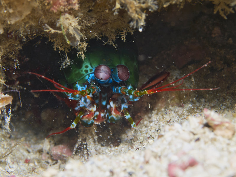 Smashing Mantis Shrimp, Wreck Point